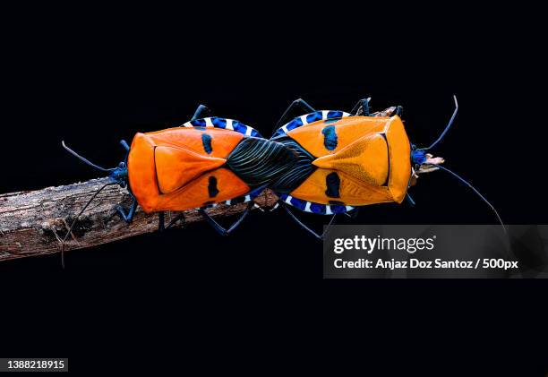 Manly Insects Man Faced Stink Bug Photos and Premium High Res Pictures - Getty Images