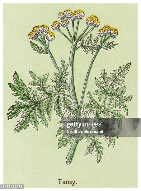 old chromolithograph illustration of tansy (tanacetum vulgare) - tansy stock pictures, royalty-free photos & images