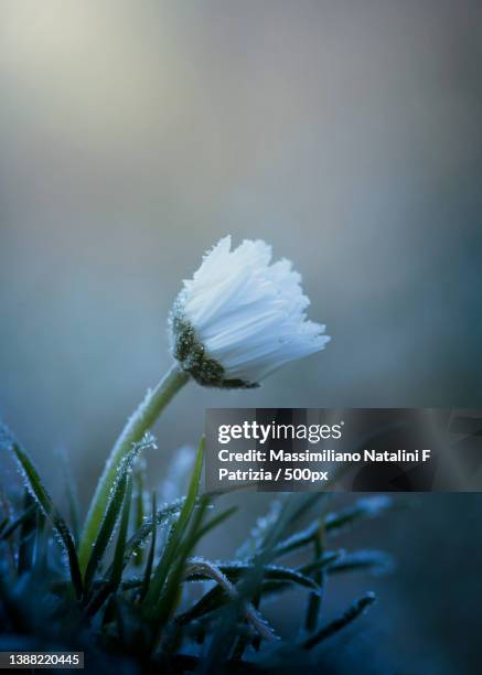 tutto il calore di cui hai bisogno,toscana,italy - calore stockfoto's en -beelden