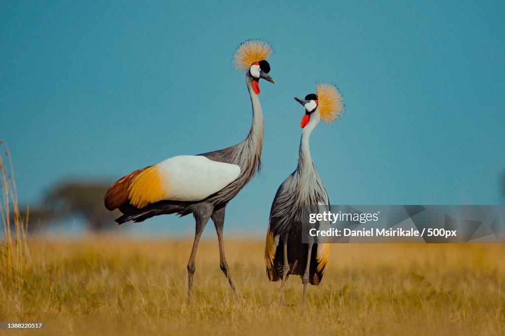 Two grey crowned cranes in a mating ritual