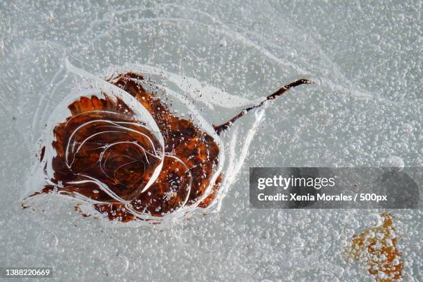 close-up of frozen leaf stuck in ice,telemark,norway - lovely frozen leaves stock pictures, royalty-free photos & images