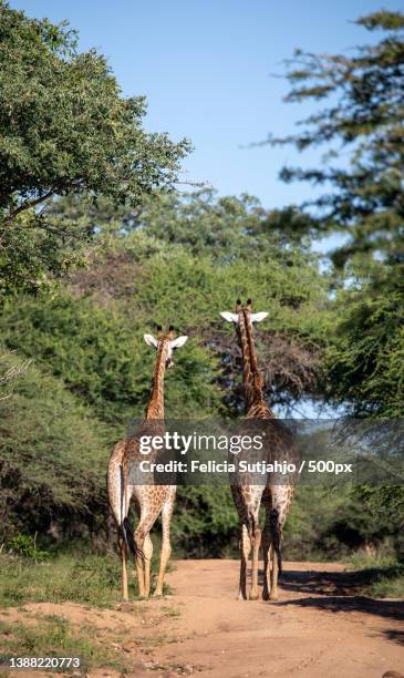 Giraffe Back Photos and Premium High Res Pictures - Getty Images