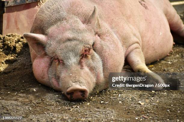 close-up of domestic pig lying on field in mud - sow pig stock pictures, royalty-free photos & images