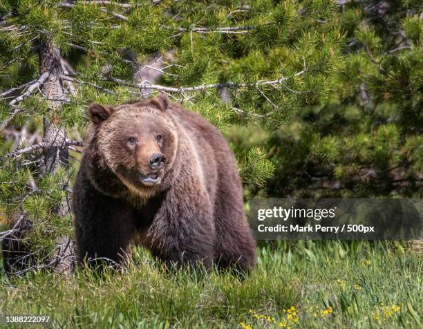 grizzly sow,grand teton,wyoming,united states,usa - braunbär stock-fotos und bilder
