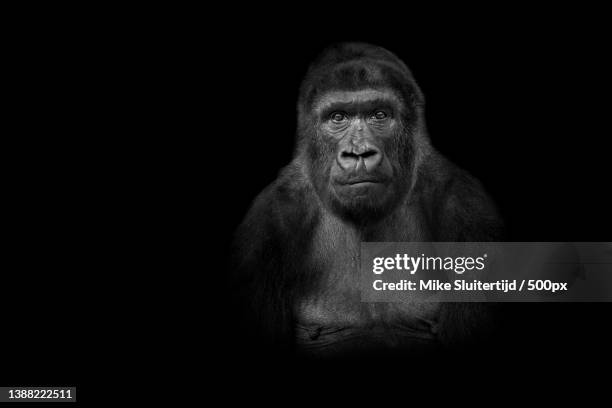 soulmates,portrait of mountain western lowland gorilla against black background,krefeld,germany - mountain gorilla foto e immagini stock