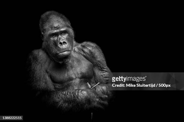soulmates,close-up of western lowland mountain gorilla against black background,krefeld,germany - mountain gorilla foto e immagini stock