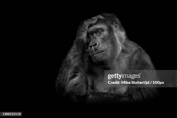 soulmates,portrait of monkey sitting against black background,krefeld,germany - ゴリラ ストックフォトと画像