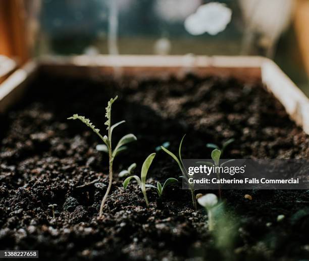 close-up of wildflower seedlings - emerging from ground stock pictures, royalty-free photos & images