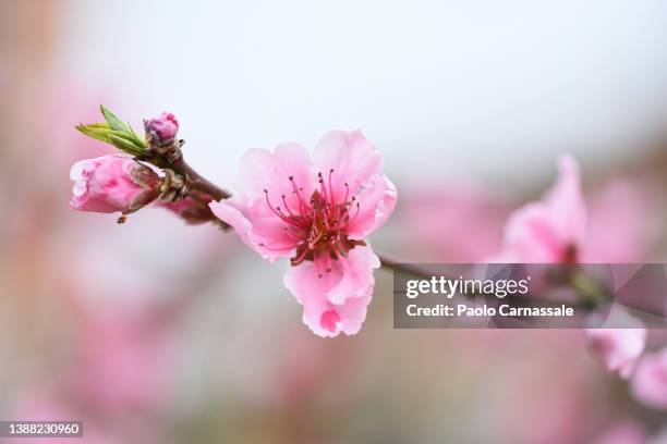 peach tree flower and buds - knop plant stage stockfoto's en -beelden