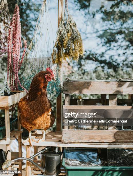 a curious red hen sits on a shelf in a stylish greenhouse - grace tame stock pictures, royalty-free photos & images