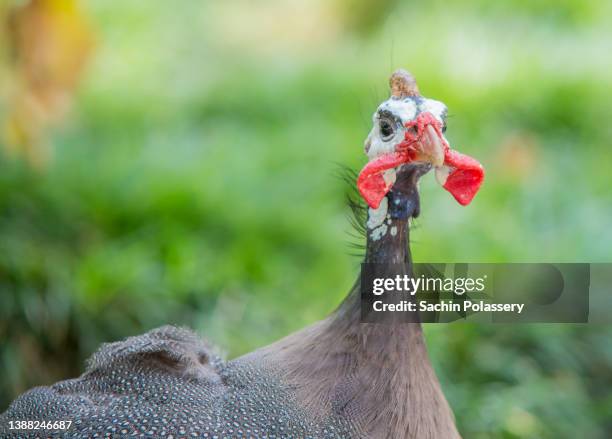 guinea fowl - guineafowl stock-fotos und bilder