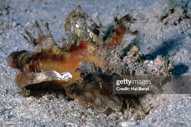 spiny devilfish - spiny devilfish stock pictures, royalty-free photos & images