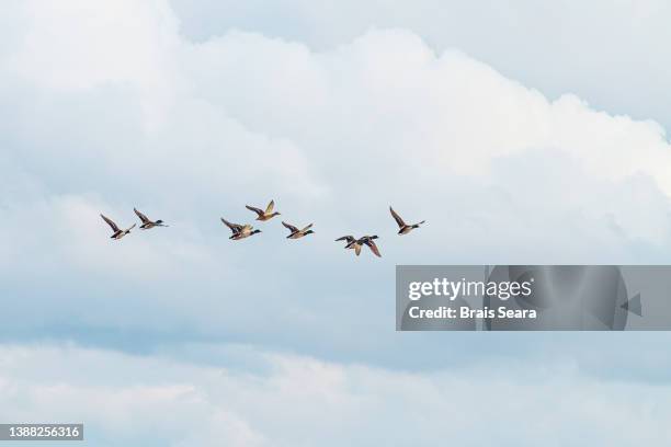 mallard duck flock in flight - birds flying in v formation stock pictures, royalty-free photos & images