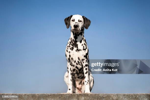 portrait of a dalmatian dog - dalmatiner stock-fotos und bilder