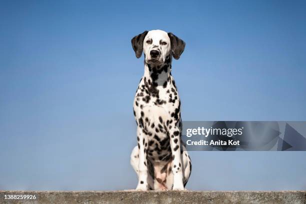 portrait of a dalmatian dog - dalmatian dog photos et images de collection