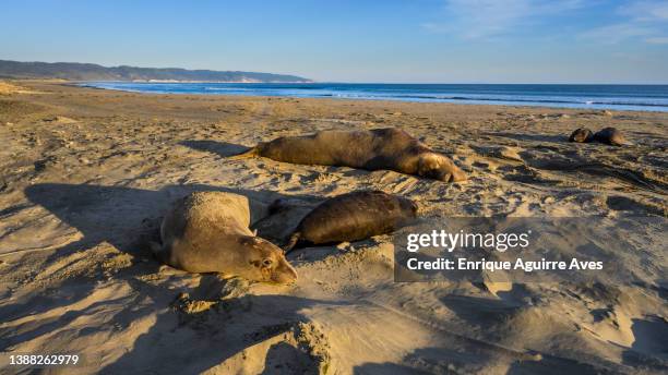 northern elephant seal (mirounga angustirostris) - northern elephant seal stock-fotos und bilder