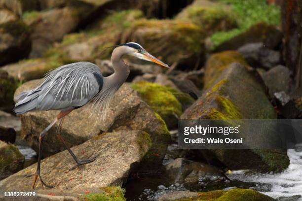 grey heron bird - gray heron stock-fotos und bilder