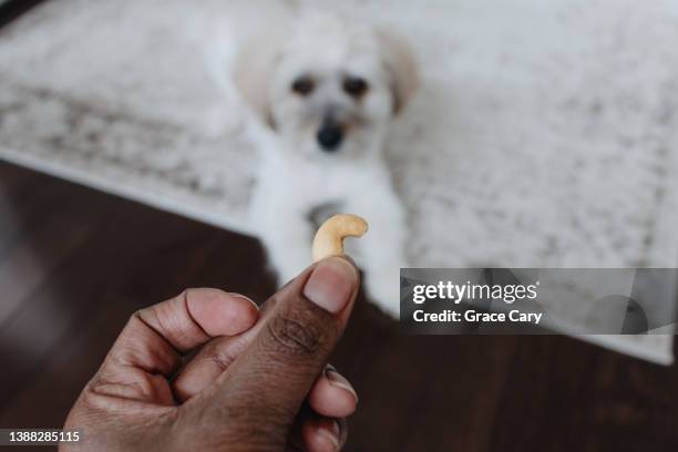 woman prepares to give her  coton de tuléar a cashew - manger sur le pouce photos et images de collection