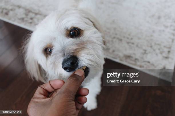 woman gives her coton de tuléar  a cashew - manger sur le pouce photos et images de collection