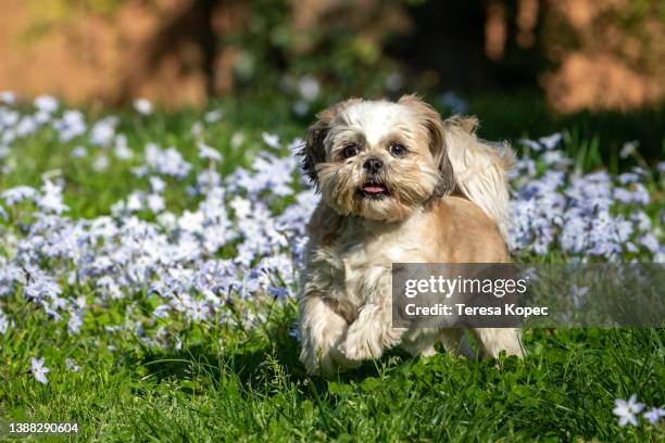 female tan and white shih tzu running thru blue star flowers series - shih-tzu foto e immagini stock