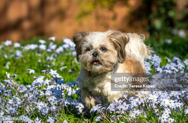 female tan and white shih tzu running thru blue star flowers series - shih-tzu foto e immagini stock