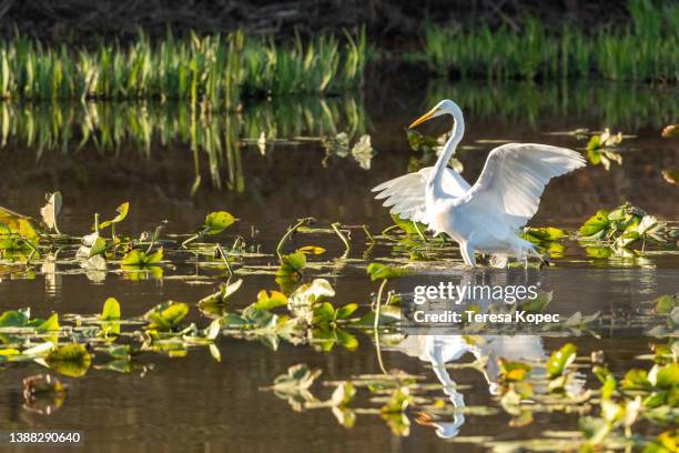 great egret at sunrise on wetlands - greenville-south-carolina photos et images de collection