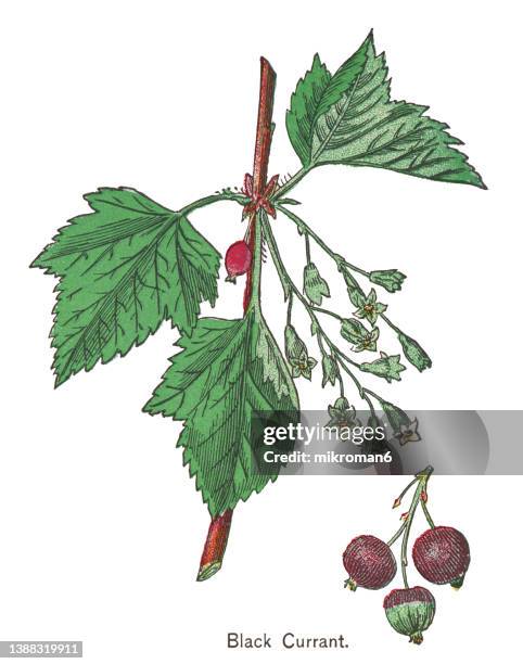 old chromolithograph illustration of black currant plant - black currant stock pictures, royalty-free photos & images