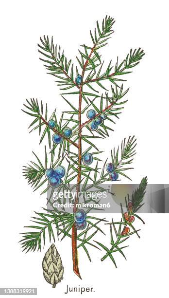 old chromolithograph illustration of botany, common juniper (juniperus communis) - árvore de junípero - fotografias e filmes do acervo