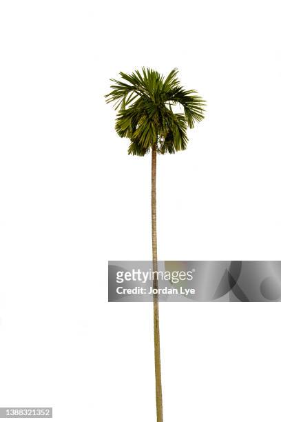 areca tree or pinang tree - areca palm tree stock-fotos und bilder