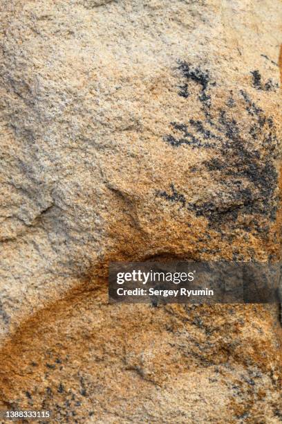 sandstone with seaweed fossil - paleontología fotografías e imágenes de stock