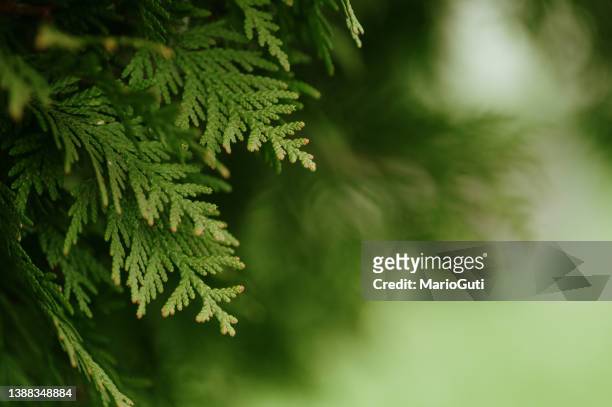 cedar tree leaves background - cedar branch stock pictures, royalty-free photos & images