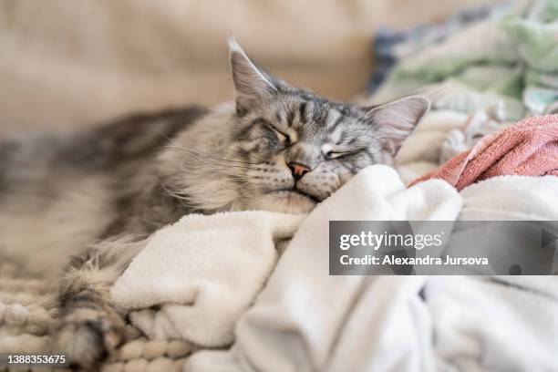 maine coon cat - grey maine coon stock pictures, royalty-free photos & images