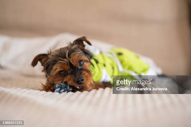 dog - castration stock pictures, royalty-free photos & images