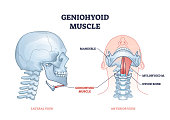 Geniohyoid muscle with mylohyoid neck or chin muscular system outline diagram