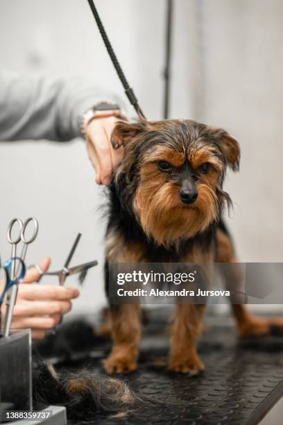 dog in wellness - hair color saloon stock pictures, royalty-free photos & images