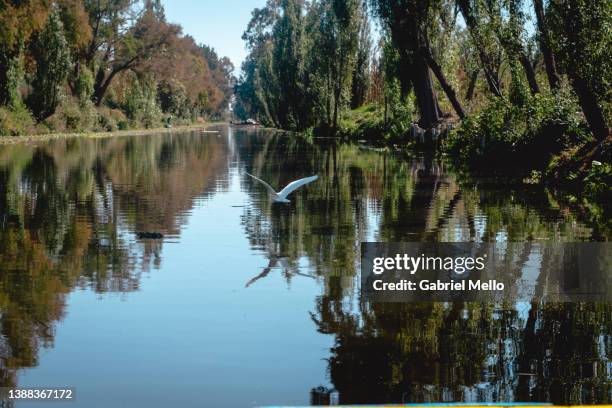 egret bird in the channels of xochimilco - xochimilco stock pictures, royalty-free photos & images