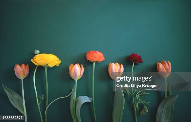 spring flowers lie on a green background. - bunch stock pictures, royalty-free photos & images
