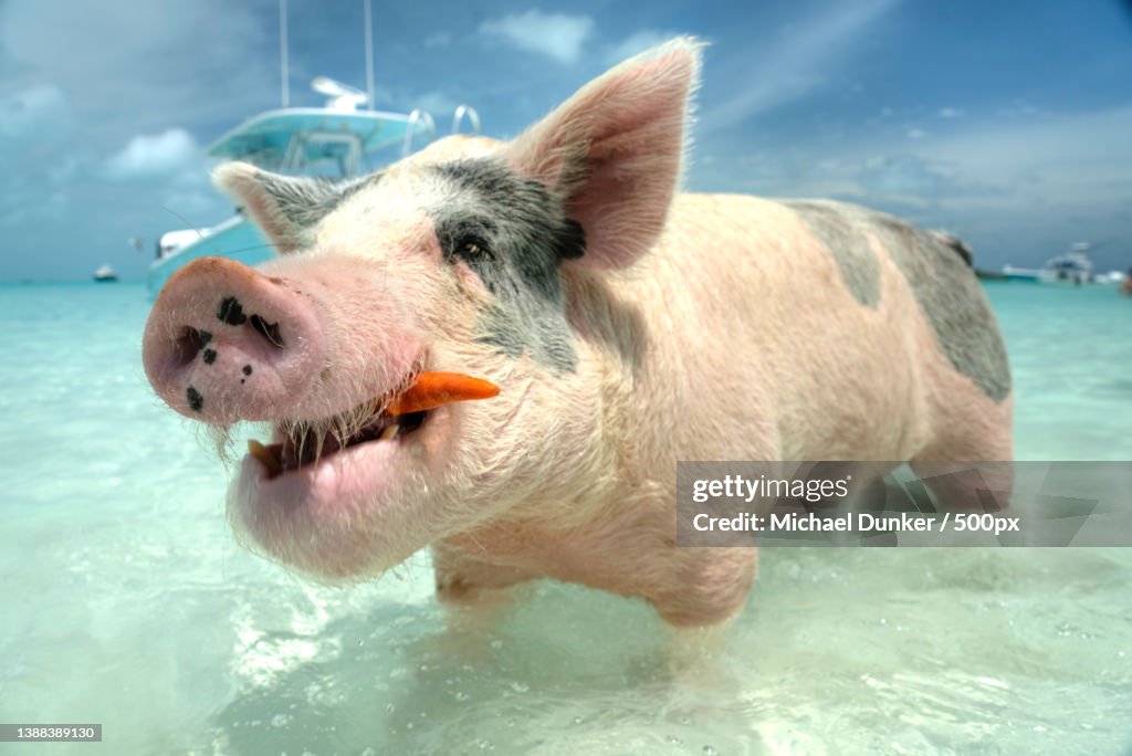Let me crunch this first,Close-up of domestic pig in water,Black Point,Bahamas