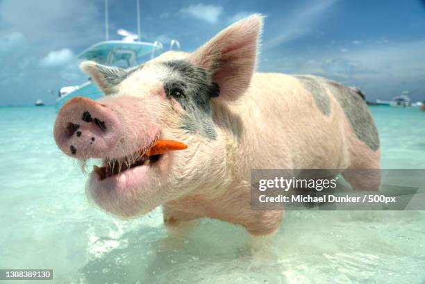 let me crunch this first,close-up of domestic pig in water,black point,bahamas - pig water stock pictures, royalty-free photos & images