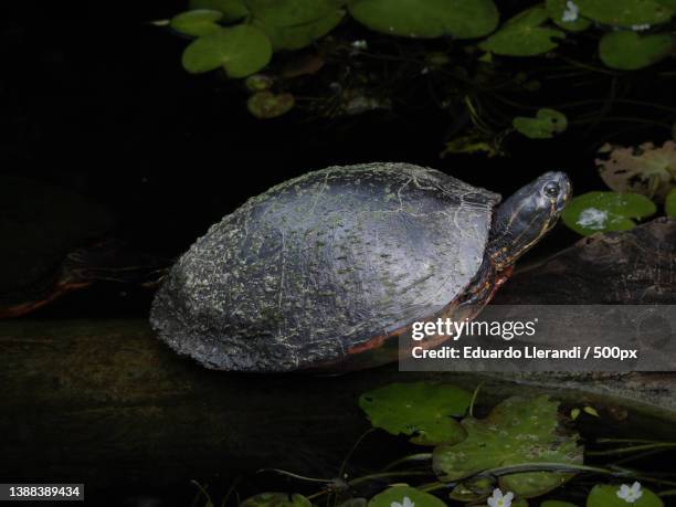 high angle view of red eared slider turtle swimming in lake,miami,florida,united states,usa - florida red bellied cooter stock pictures, royalty-free photos & images