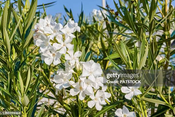 white oleander flowers blossoming in summer. - brac eiland stockfoto's en -beelden