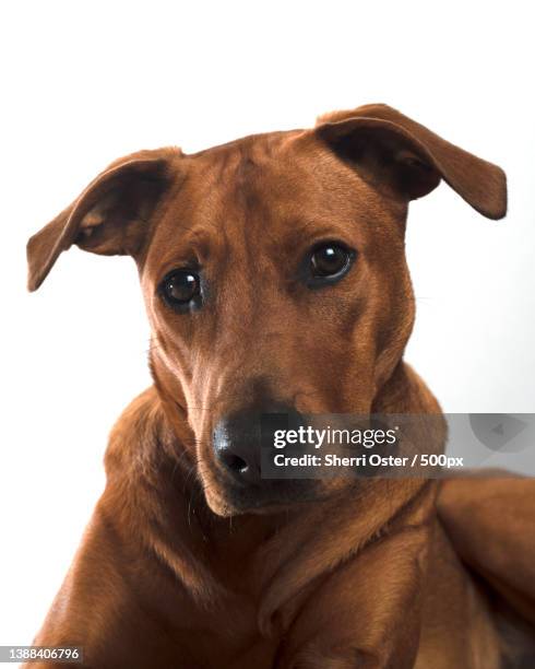close-up portrait of dog against white background - rhodesian ridgeback stock-fotos und bilder