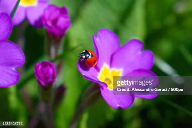 hints of spring,the awakening,close-up of ladybug on purple flower,rugby,united kingdom,uk - ladybug stock pictures, royalty-free photos & images