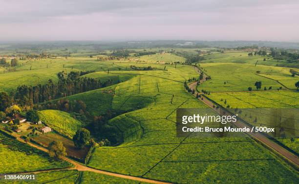 kiambu tea,scenic view of agricultural field against sky,kiambu,kenya - kenya road stock pictures, royalty-free photos & images