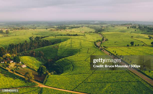 kiambu tea,scenic view of agricultural field against sky,kiambu,kenya - quênia - fotografias e filmes do acervo