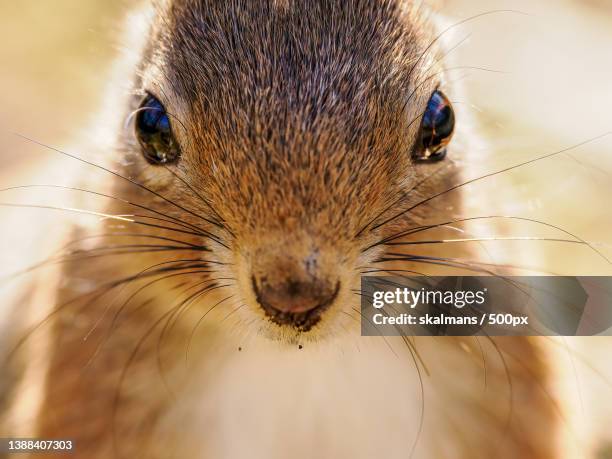 close-up portrait of mouse - vår stockfoto's en -beelden