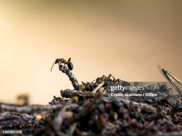 close-up of ants on rock - vår fotografías e imágenes de stock