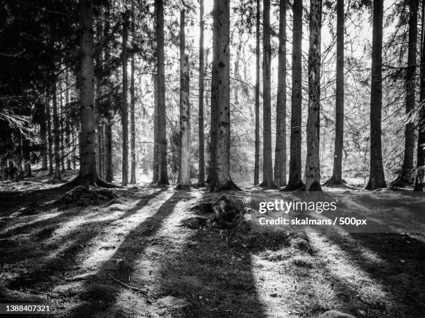 trees in forest - växter stockfoto's en -beelden