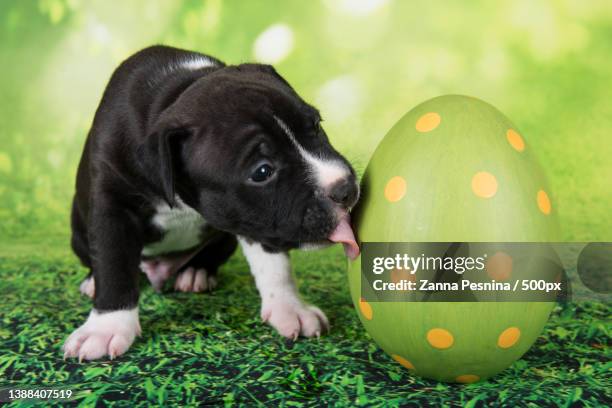 black and white american staffordshire terrier puppy with easter egg - stafford terrier stock pictures, royalty-free photos & images