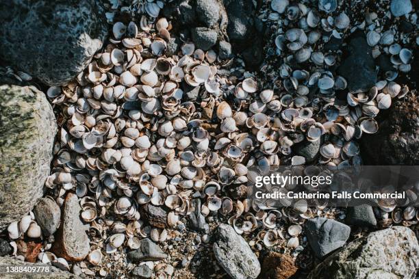 a mass of washed-up and discarded cockle and mussel shells on a rocky beach - kokkel stockfoto's en -beelden